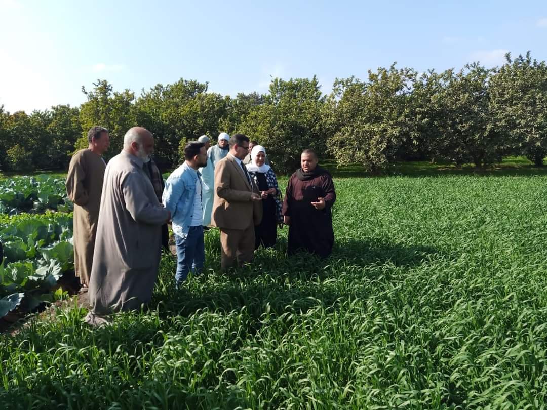 أحتفالا ببداية عام جديد ......وكيل وزارة الزراعة بمحافظة القليوبية يشهد المشروعات الزراعية التى تعتمد على الزراعات الأورجانك ويتفقد أحدى الأراضى الزراعية المزروعة بالقمح بالمحافظة