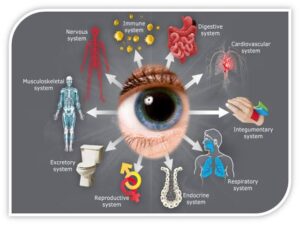 كبسولةطبية "3" أهمية تشخيص الأمراض عن طريق كشف العين 