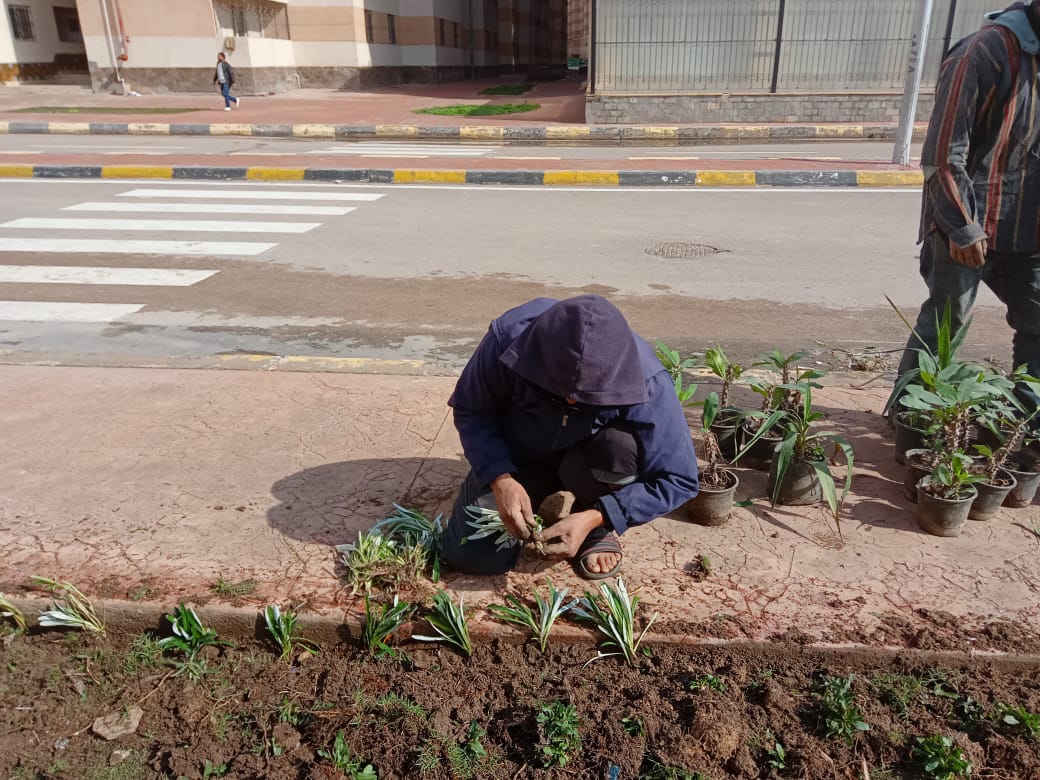 تشجير الطرق الرئيسية وزيادة المسطحات الخضراء بنطاق أحياء الثغر