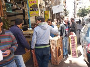 حملات مكبره للتفتيش على المحال التجارية والمطاعم  والصيدليات بغرب الإسكندرية