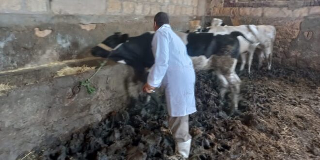 مديرية الطب البيطرى : تحصين 2000 رأس ماشية  ضد مرضي الحمى القلاعية 