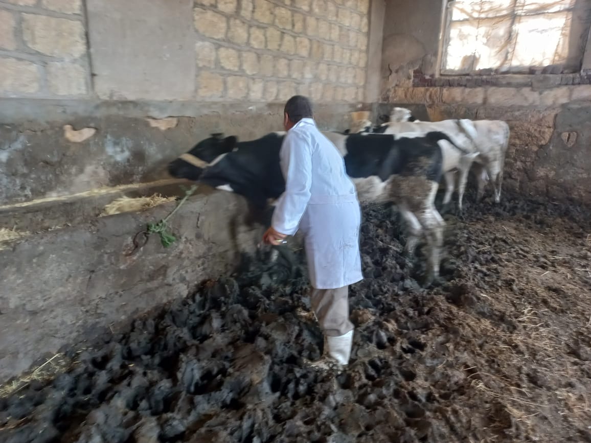مديرية الطب البيطرى : تحصين 2000 رأس ماشية  ضد مرضي الحمى القلاعية 