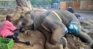 وفاة أنثى الفيل الشهيرة "نور جيهان" يثير ضجة كبرى في دولة باكستان