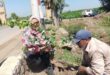 رئيس مركز ومدينة السنطة تواصل جولاتها بزراعة الأشجار المثمرة