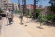 محافظ الإسكندرية زراعة نحو 138 شجرة مثمرة وغير مثمرة بالثغر منذ بداية تنفيذ المبادرة