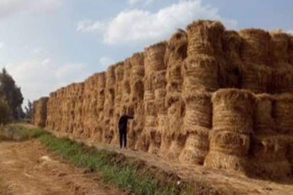 الزراعة تعلن نجاح منظومة تدوير قش الأرز
