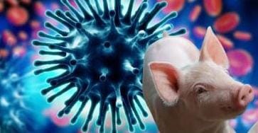 إصابة بشرية مؤكدة بسلالة جديدة من أنفلونزا الخنازير