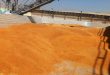 محافظ سوهاج يتابع معدلات توريد القمح للشون والصوامع