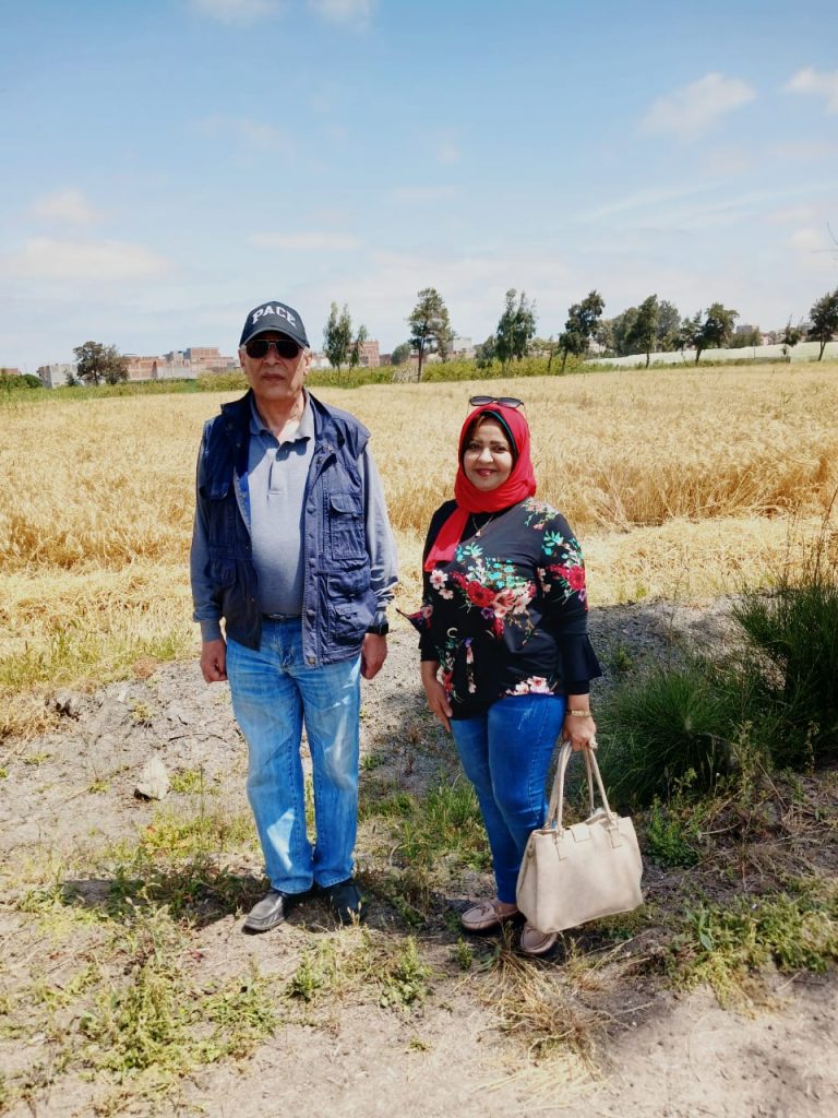 زيارة لمزرعة كلية الزراعة سابا باشا جامعة الإسكندرية لضم محصول القمح