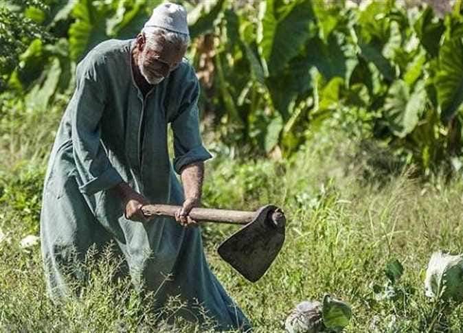 رئيس الوزراء يهنئ مزارعي مصر بالعيد ٧٢ الفلاح 