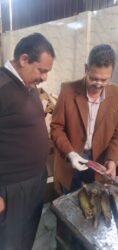 الطب البيطري بالغربية يضبط 8.5 طن اسماك  مدخنة ومملحة غير صالحة للاستهلاك