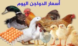 اسعار الدواجن البيضاء والبيض اليوم الاثنين 14 ابريل 2025