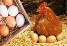 أسعار الفراخ والبيض اليوم الثلاثاء 13/5/2025 على آخر تراجع لها