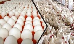 أسعار الدواجن والبيض ليوم الأربعاء 28 مايو 2025