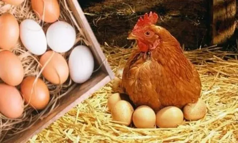 أسعار الدواجن وكرتونة البيض بالأسواق اليوم الجمعة 30 مايو 2025