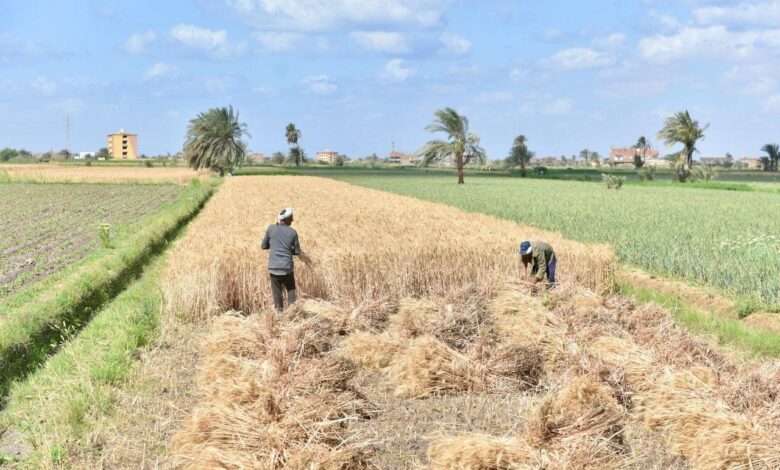 محافظ سوهاج: توريد 130 ألف طن قمح منذ بدء موسم التوريد بزيادة 20% عن العام الماضي
