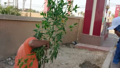 عامر عوض يتابع أعمال زراعة ورى الأشجار بمجلس قروى بنجا بمركز طهطا