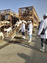 وزير الزراعة يتابع أعمال البعثة البيطرية المصرية للإشراف على الهدي والأضاحي بالمملكة العربية 