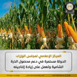 مجلس الوزراء: الدولة مستمرة في دعم محصول الذرة الشامية والزيادة الإنتاجية