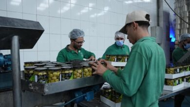 مصر احتلت المرتبة الثانية على مستوى العالم بعد إسبانيا فى تصدير زيتون المائدة.