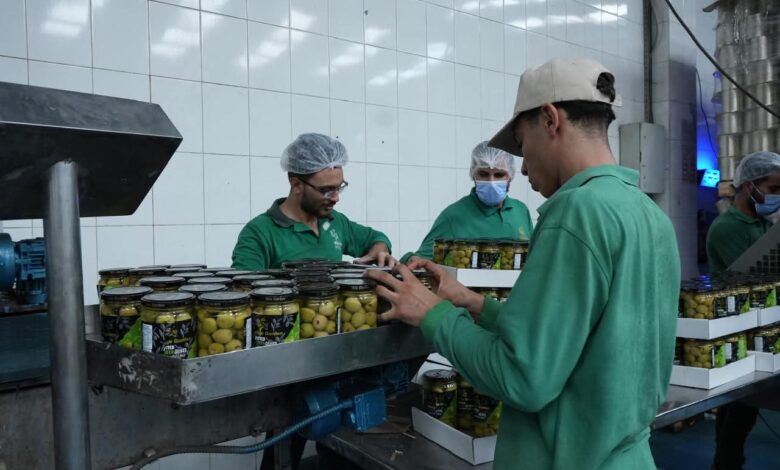 مصر احتلت المرتبة الثانية على مستوى العالم بعد إسبانيا فى تصدير زيتون المائدة.