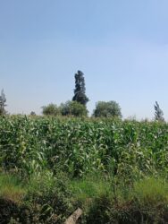 بعيدا عنك يا عشرات النساء والملح في فضاىل الطعام سابح على وتر ماء والنظر متأففا .. على حبل المرآيا يتناثر بين زهرة الرمان وعطر السماء