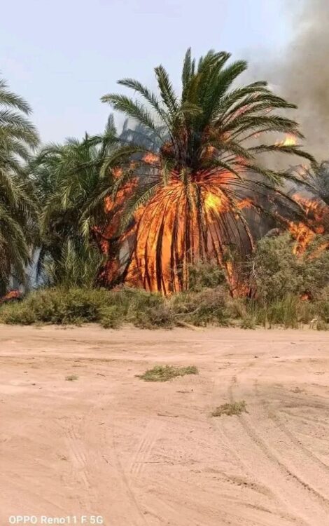 النيران تلتهم 4 أفدنة نخيل بالبشندي.. والحماية المدنية تتدخل في اللحظة الفارقة