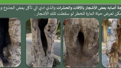 محافظة الإسكندرية الحفاظ على الأشجار وتطوير التشجير ضمن أعمال توسعة شارع أبو قير