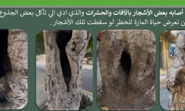 محافظة الإسكندرية الحفاظ على الأشجار وتطوير التشجير ضمن أعمال توسعة شارع أبو قير