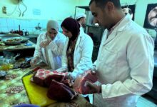 حملات مكثفة للطب البيطري لضمان سلامة اللحوم وصحة المواطنين