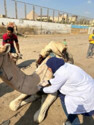 محافظة الجيزة تطلق قوافل بيطرية مجانية لرعاية الخيول والجمال 