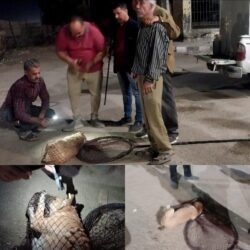 حملة مكبرة للطب البيطري بأسيوط للسيطرة على الكلاب الضالة .