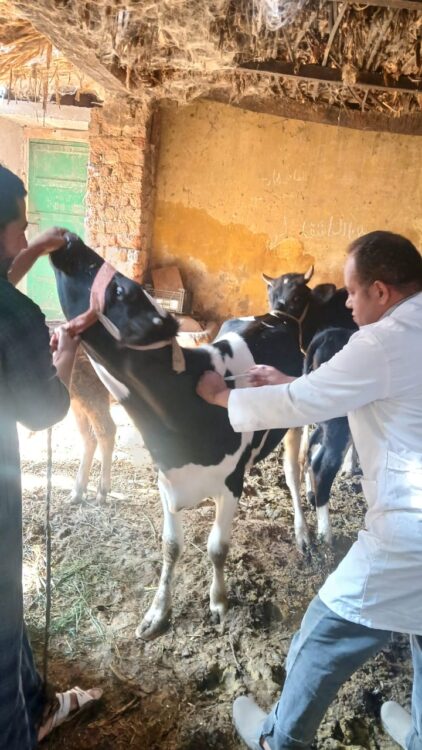 تحصين أكثر من 67 ألف رأس ماشية في أسيوط ضمن الحملة القومية الثالثة