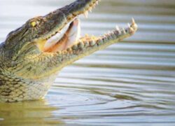 مفاجأة جديدة من بيطري الشرقية تماسيح الزوامل ليست صغيرة ومتعددة