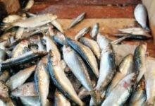 شعبة الأسماك تكشف 4 أسباب لمنع تراجع أسعار الأسماك