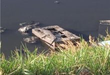 ظهور تماسيح في الشرقية يثير القلق وتحرك عاجل من المسؤولين