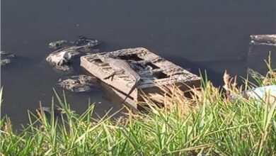 ظهور تماسيح في الشرقية يثير القلق وتحرك عاجل من المسؤولين