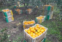 إنطلاق موسم الحصاد وفرحه كبيرة بمزارع البرتقال فى القليوبية.