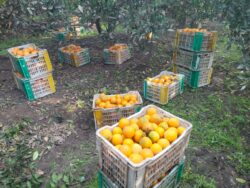 إنطلاق موسم الحصاد وفرحه كبيرة بمزارع البرتقال فى القليوبية.