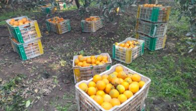 إنطلاق موسم الحصاد وفرحه كبيرة بمزارع البرتقال فى القليوبية.
