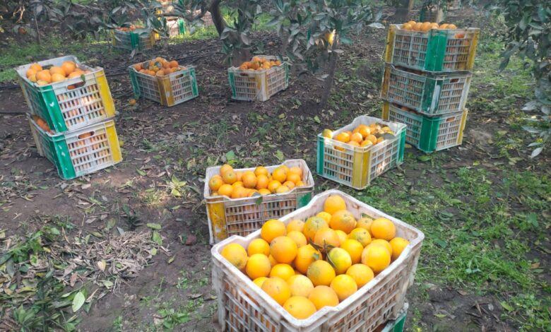 إنطلاق موسم الحصاد وفرحه كبيرة بمزارع البرتقال فى القليوبية.
