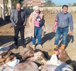 ضبط 150 كيلو لحوم وأحشاء غير صالحة للاستهلاك الآدمي بأسواق بنها.