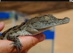 محافظ الشرقية يستعين بخبراء من اسوان لحل مشكلة التماسيح