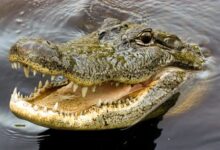 تمساح جديد يرعب أهالي الشرقية بعد فيديو مثير