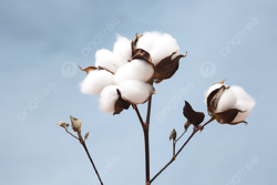 إلغاء أول مزادات بيع القطن في البورصة السلعية لتدني الأسعار المعروضة