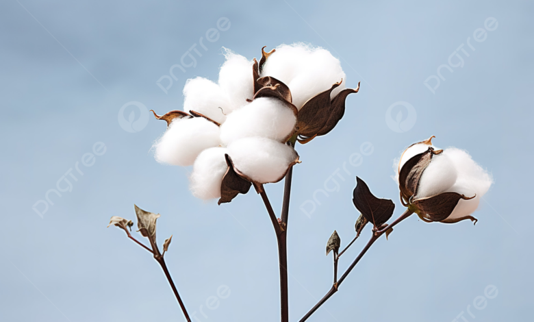 إلغاء أول مزادات بيع القطن في البورصة السلعية لتدني الأسعار المعروضة