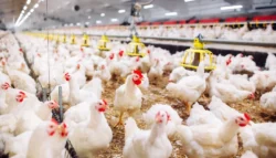 إنجاز دولي جديد لمنظومة الدواجن المصرية يعزز فرص التصدير