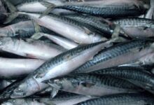 أسعار الأسماك اليوم الجمعه 9 يناير 2026 