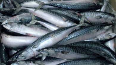 أسعار الأسماك اليوم الجمعه 9 يناير 2026 