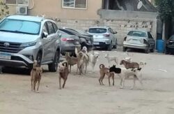 تحصين وتعقيم 1296 كلباً ضالًا بالجيزة خلال شهر لمواجهة الظاهرة